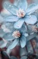 MiniFlower 